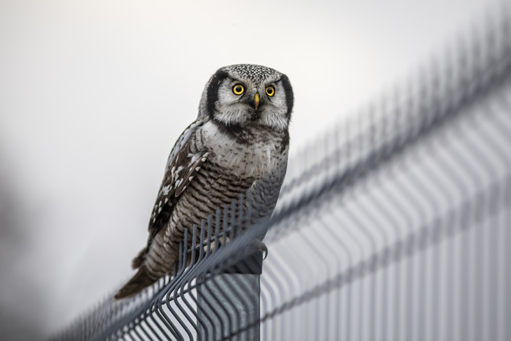 an owl sitting on top of a metal fence