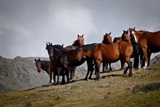 a group of horses standing on top of a grass covered hill