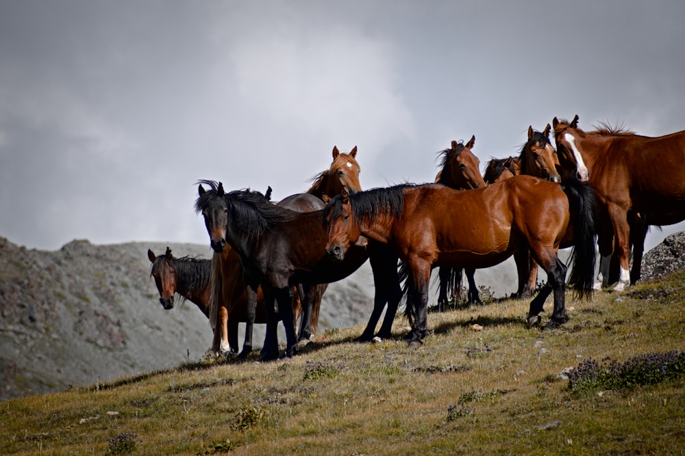 a group of horses standing on top of a grass covered hill