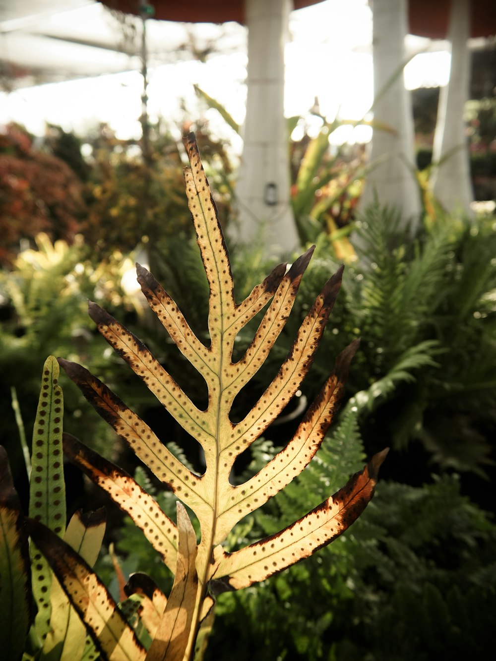 a close up of a leaf in a garden