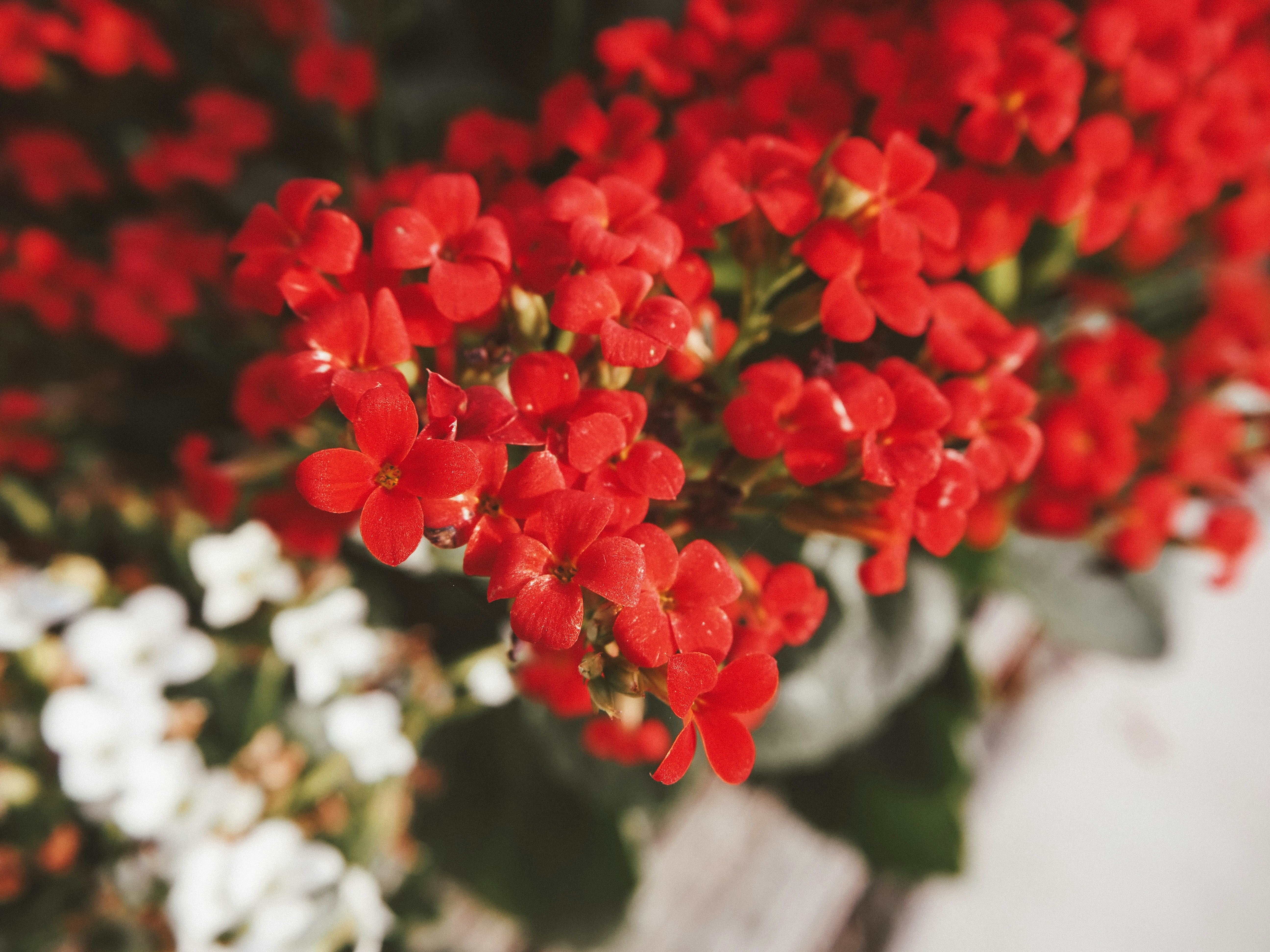 a bunch of red and white flowers in a vase