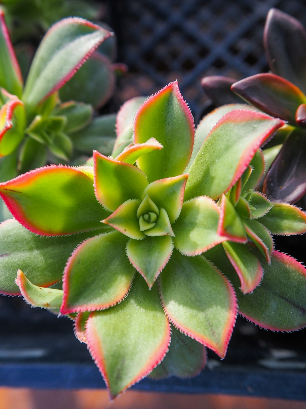 a close up of a green and red plant