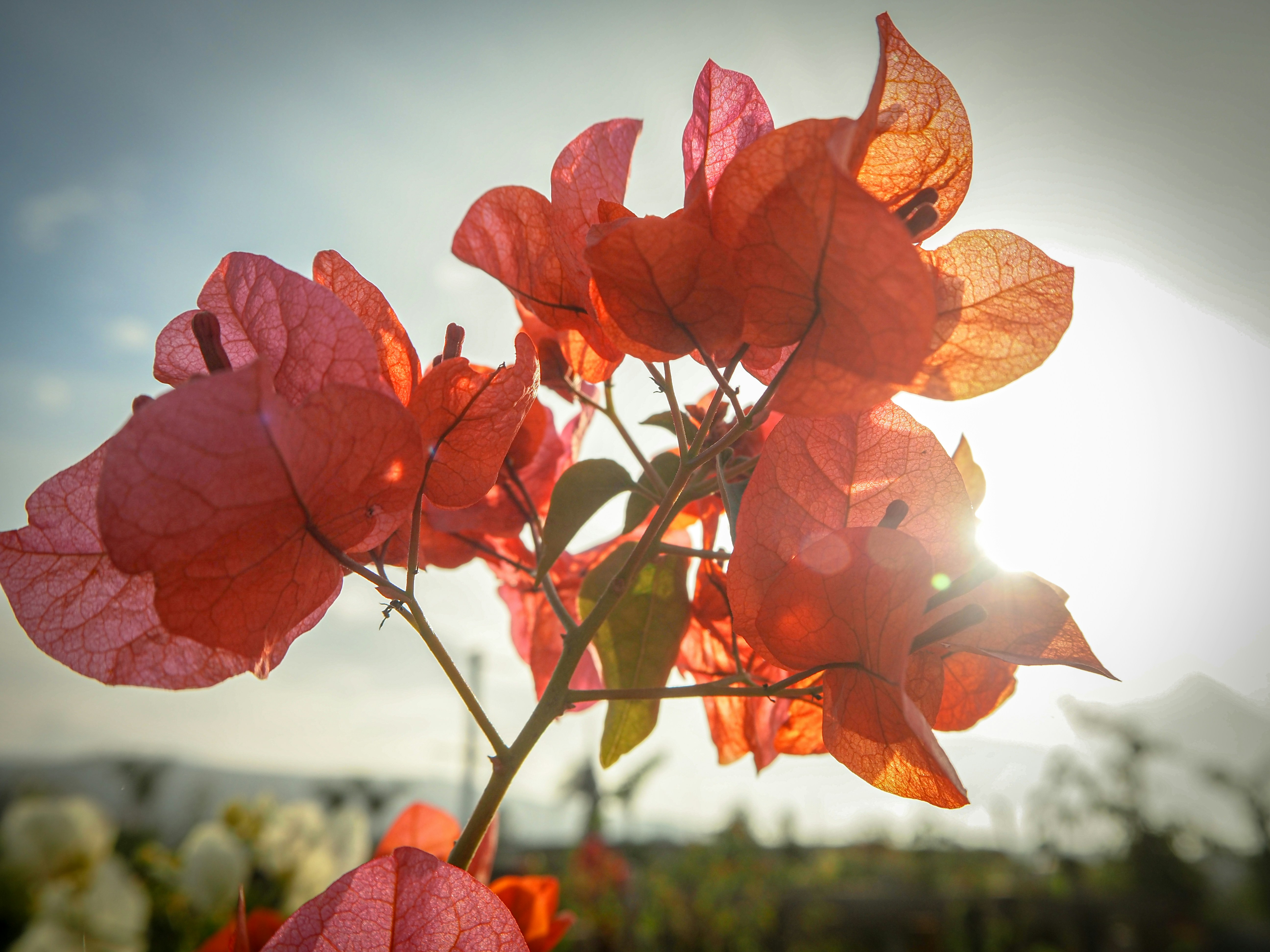 a close up of a flower with the sun in the background