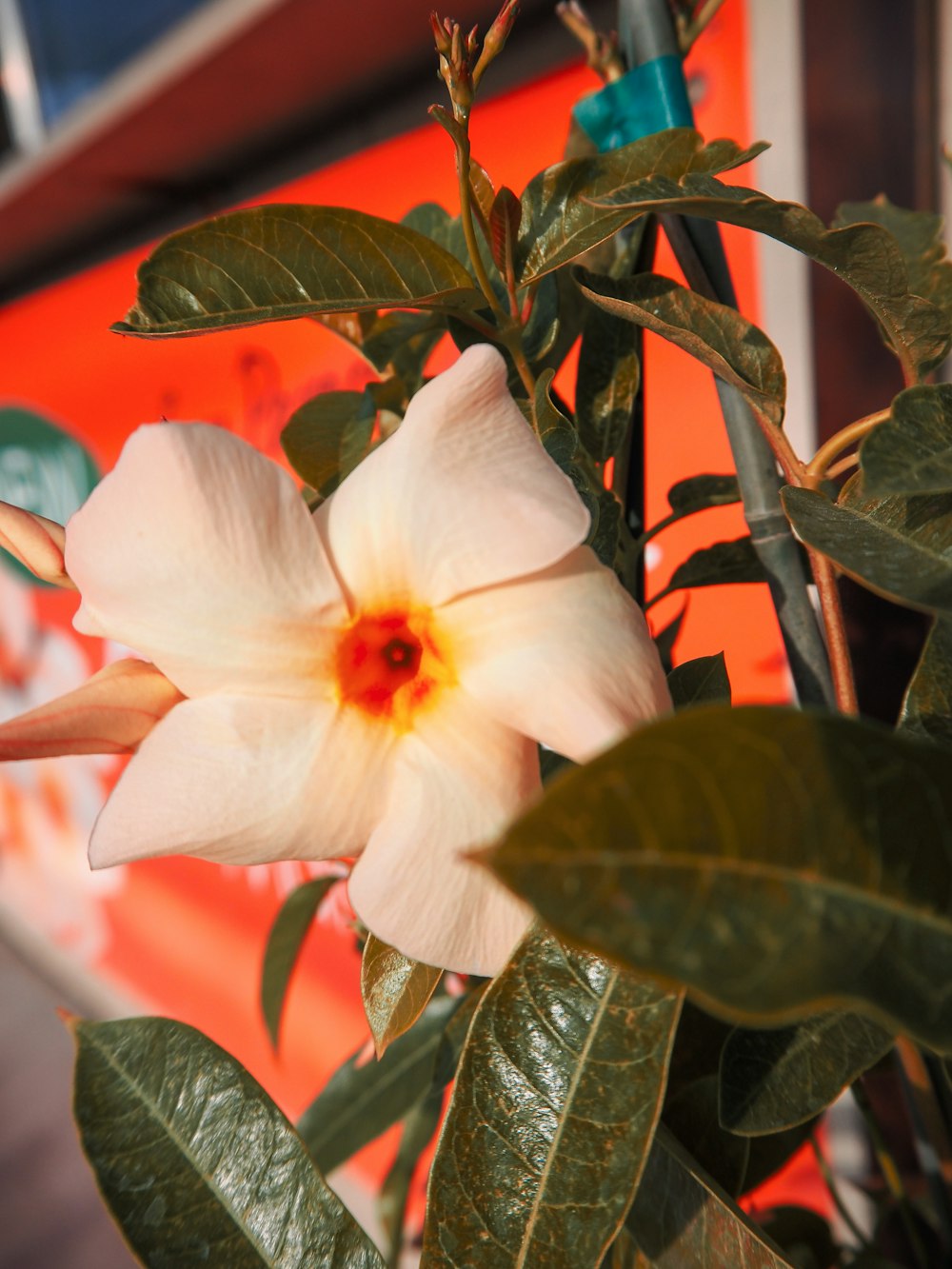 a white flower with a red center surrounded by green leaves