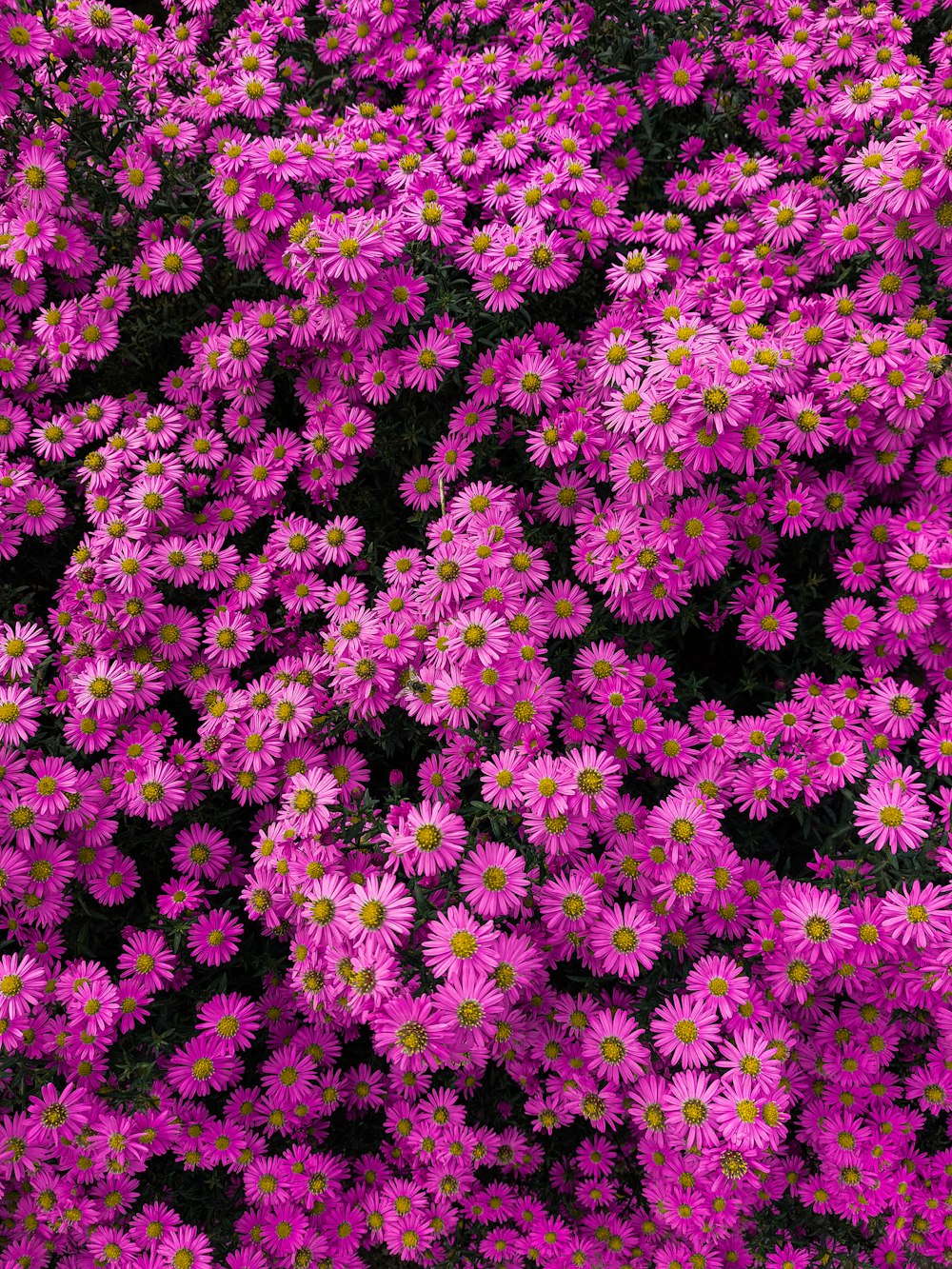 a bunch of pink flowers in a field