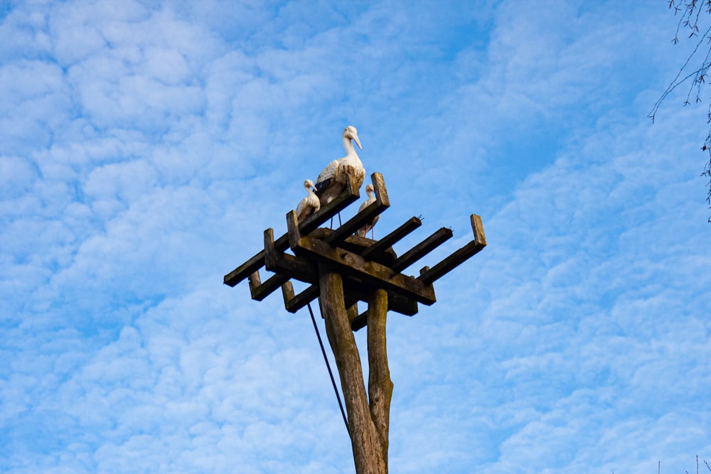 Un pájaro sentado encima de una estructura de madera