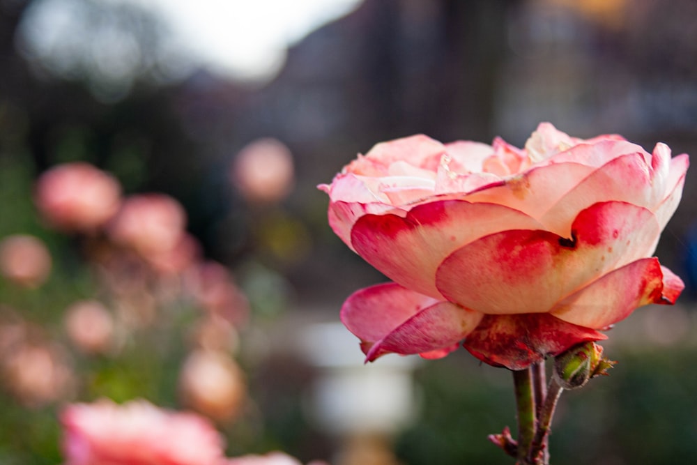 a pink rose is blooming in a garden