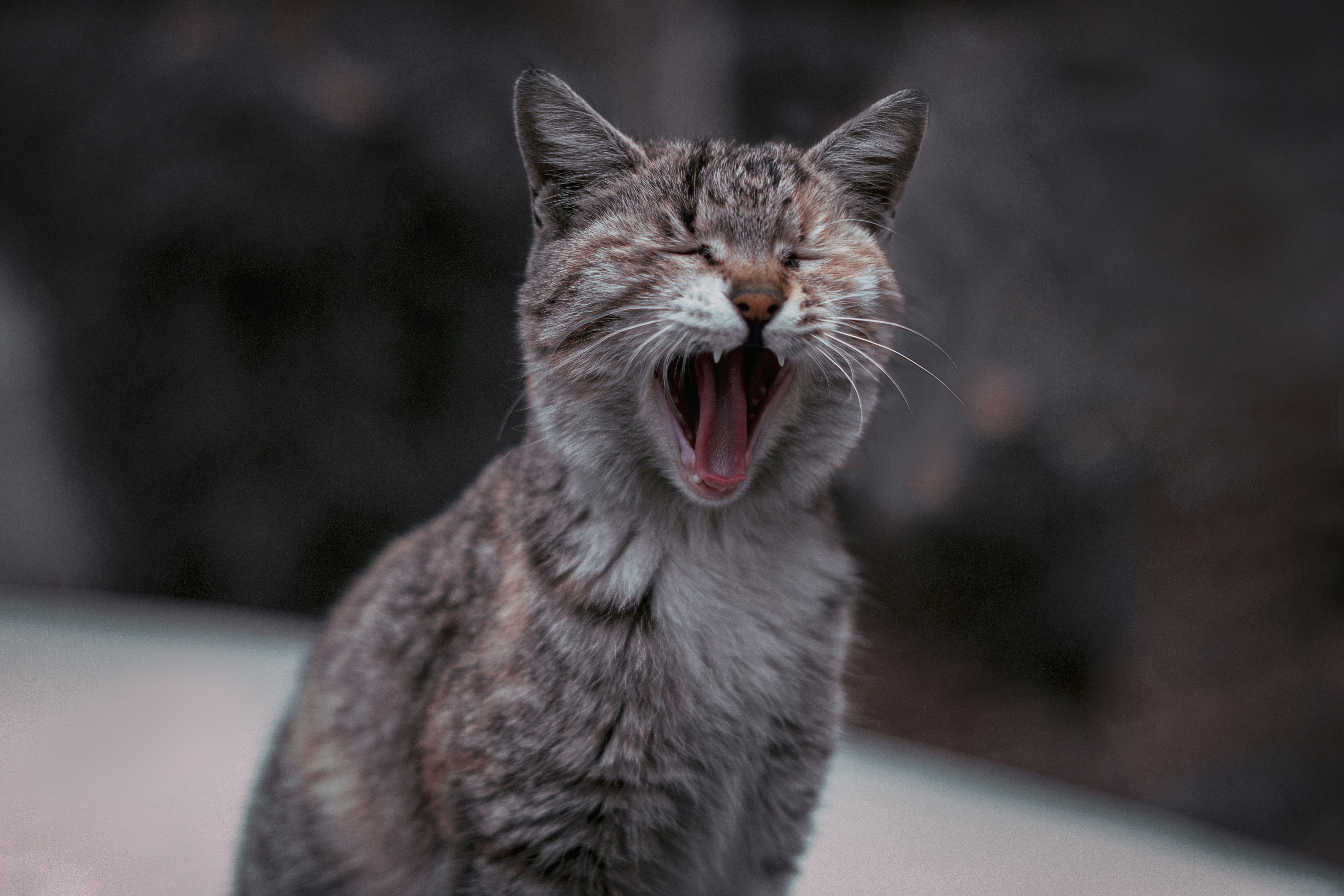 Cat resting comfortably after vaccination