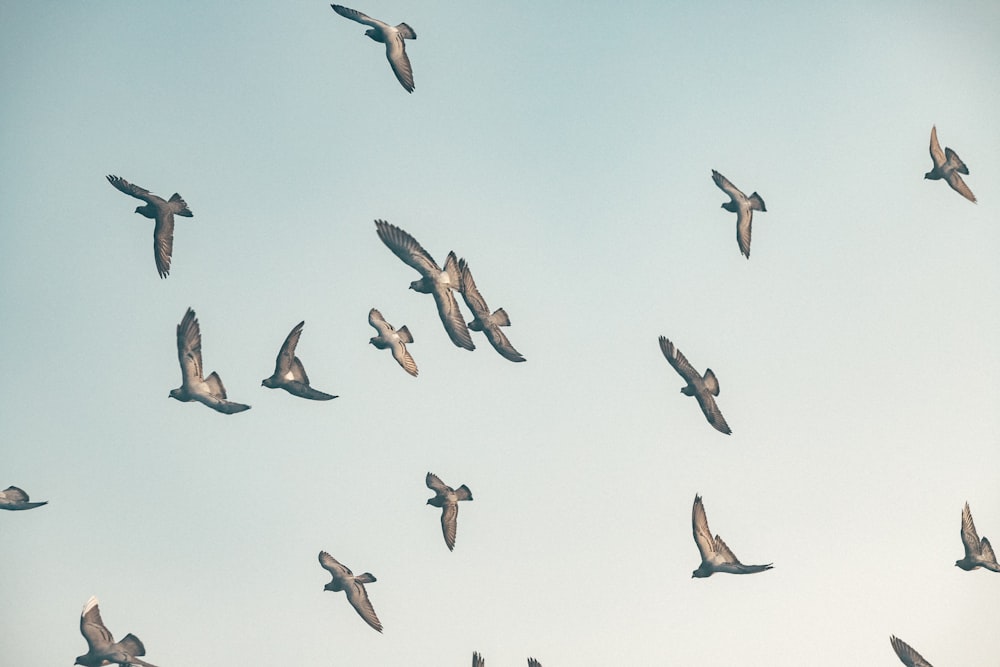 Ein Vogelschwarm fliegt durch einen blauen Himmel