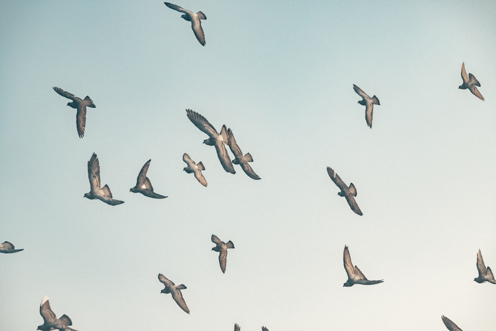 a flock of birds flying through a blue sky