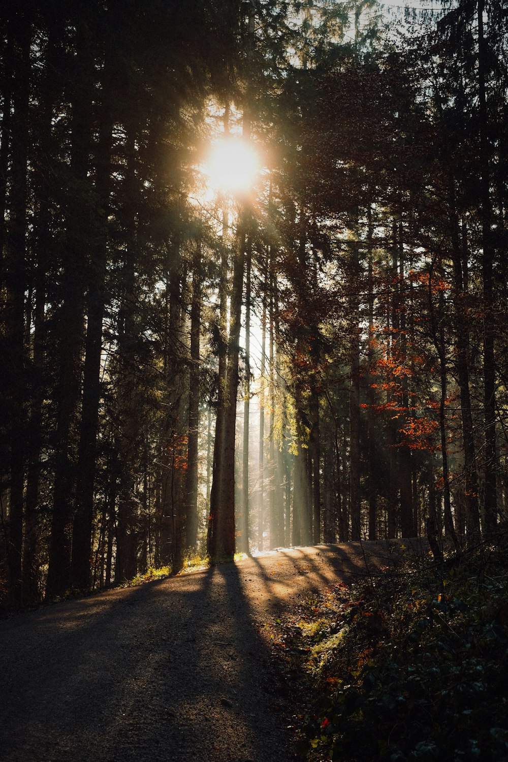 o sol está brilhando através das árvores na floresta