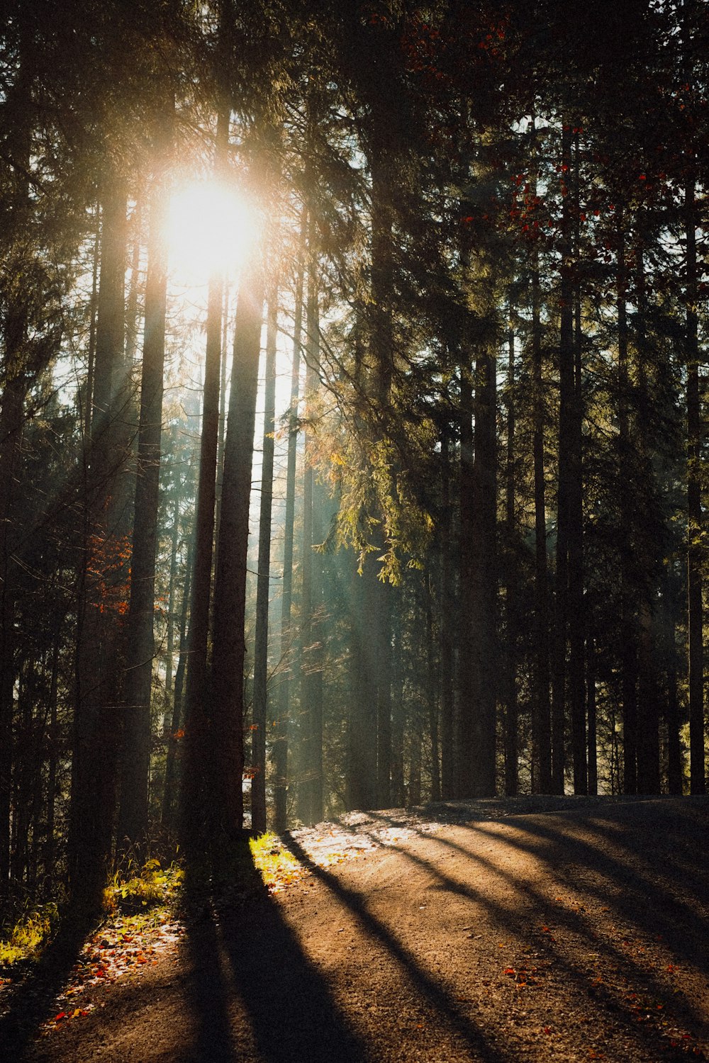 El sol brilla a través de los árboles en el bosque