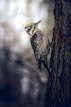 a bird perched on the side of a tree