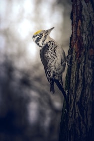 a bird perched on the side of a tree