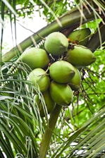 A cluster of green coconuts hangs from a coconut palm tree with lush green fronds surrounding them. The coconuts are prominently placed at the forefront with long slender palm leaves partially obscuring the view.