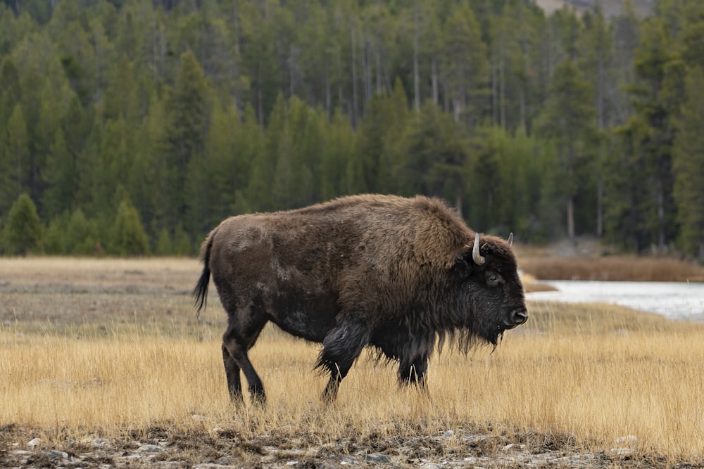 a large bison walking through a dry grass field