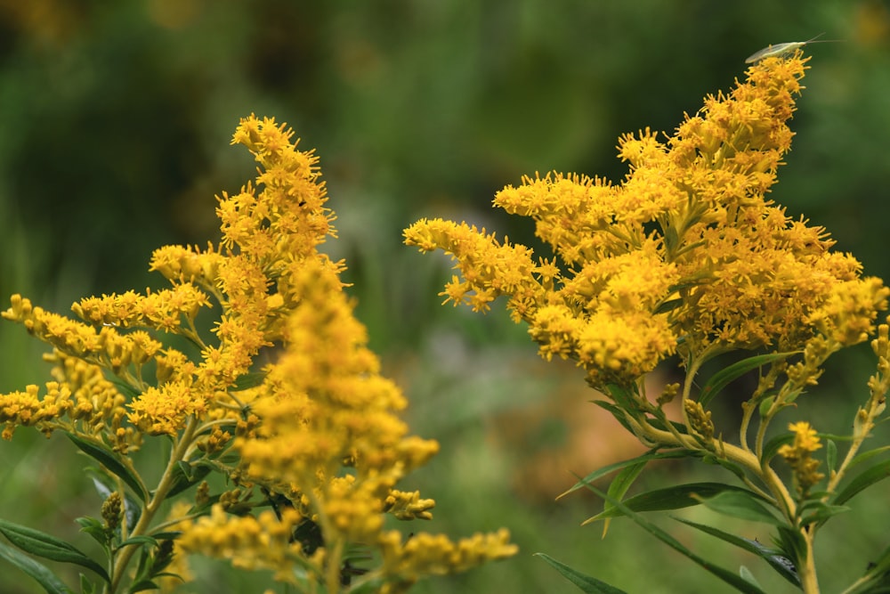 a bunch of yellow flowers in a field