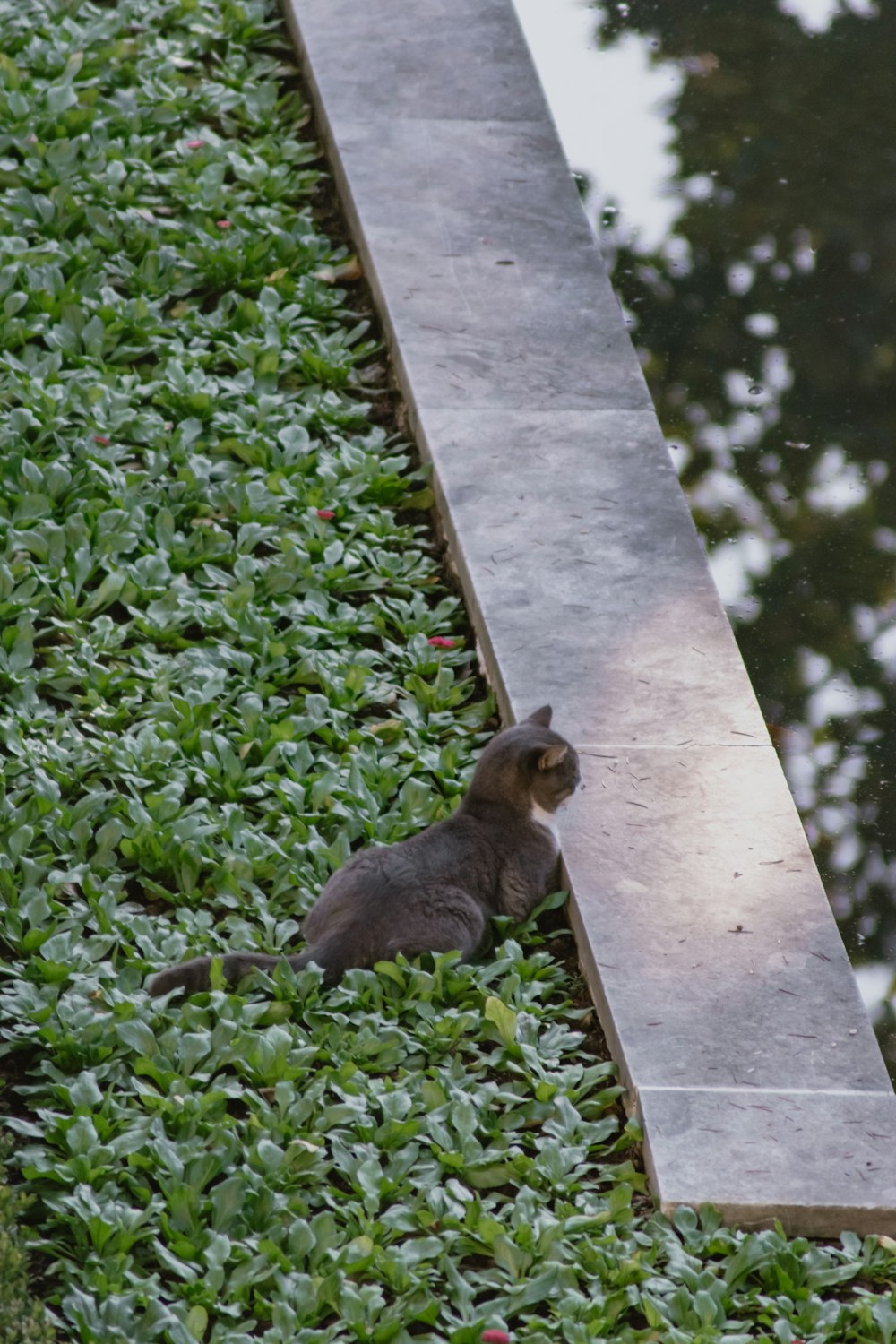 a cat sitting on the ground next to a body of water