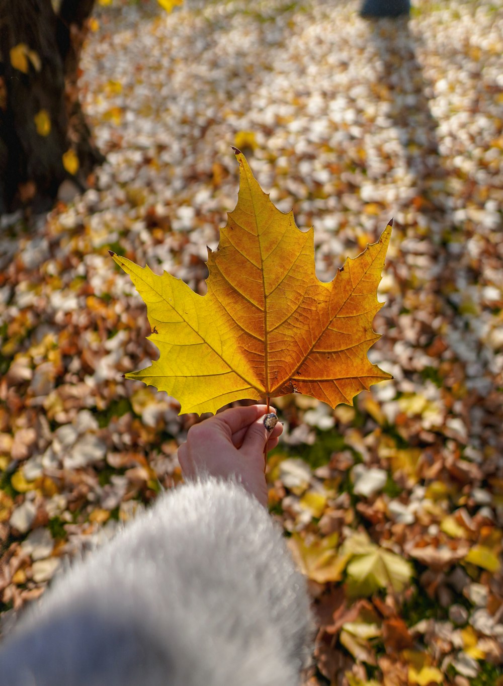 a person holding a yellow leaf in their hand