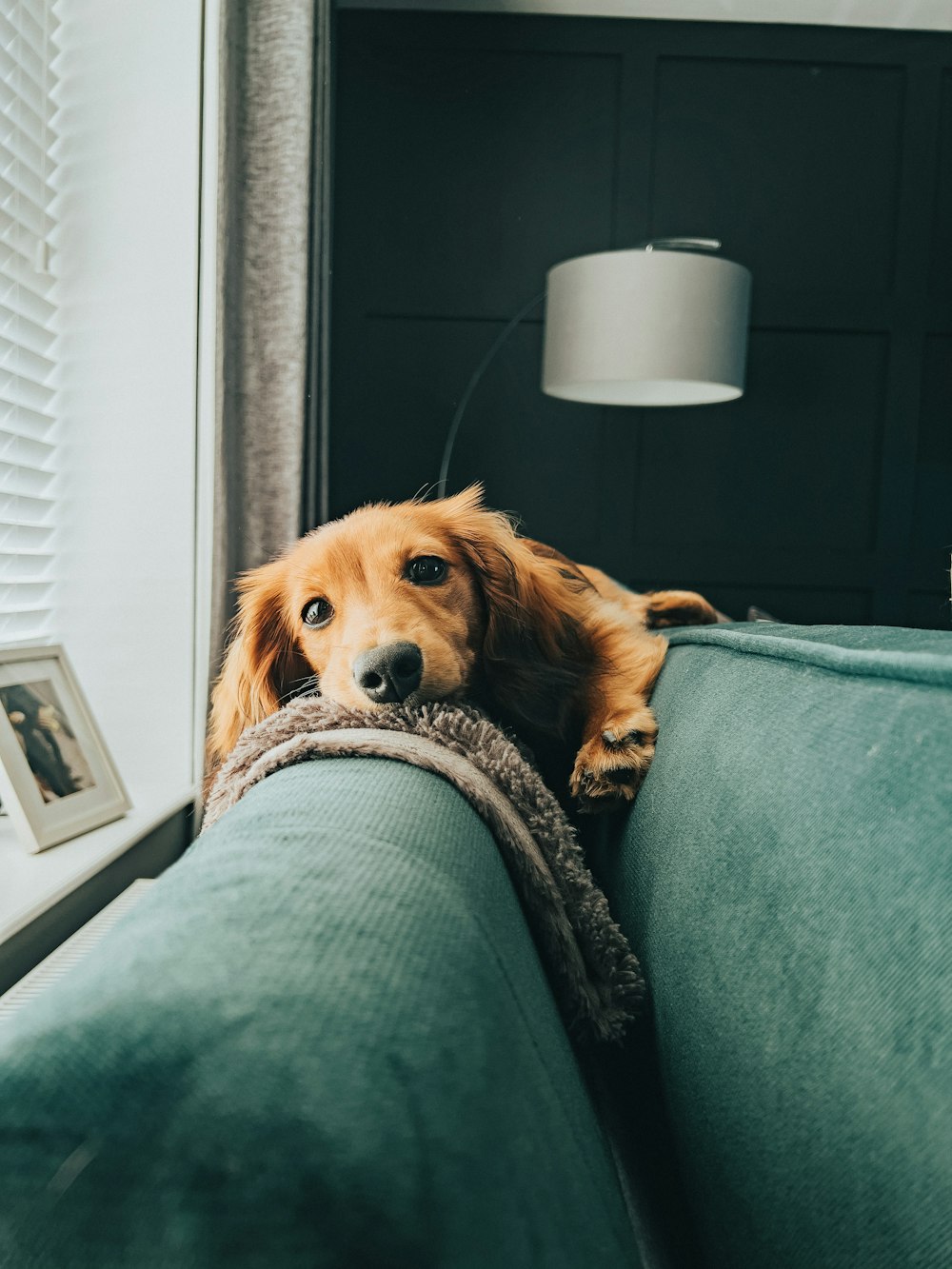 緑のソファの上に横たわる茶色の犬