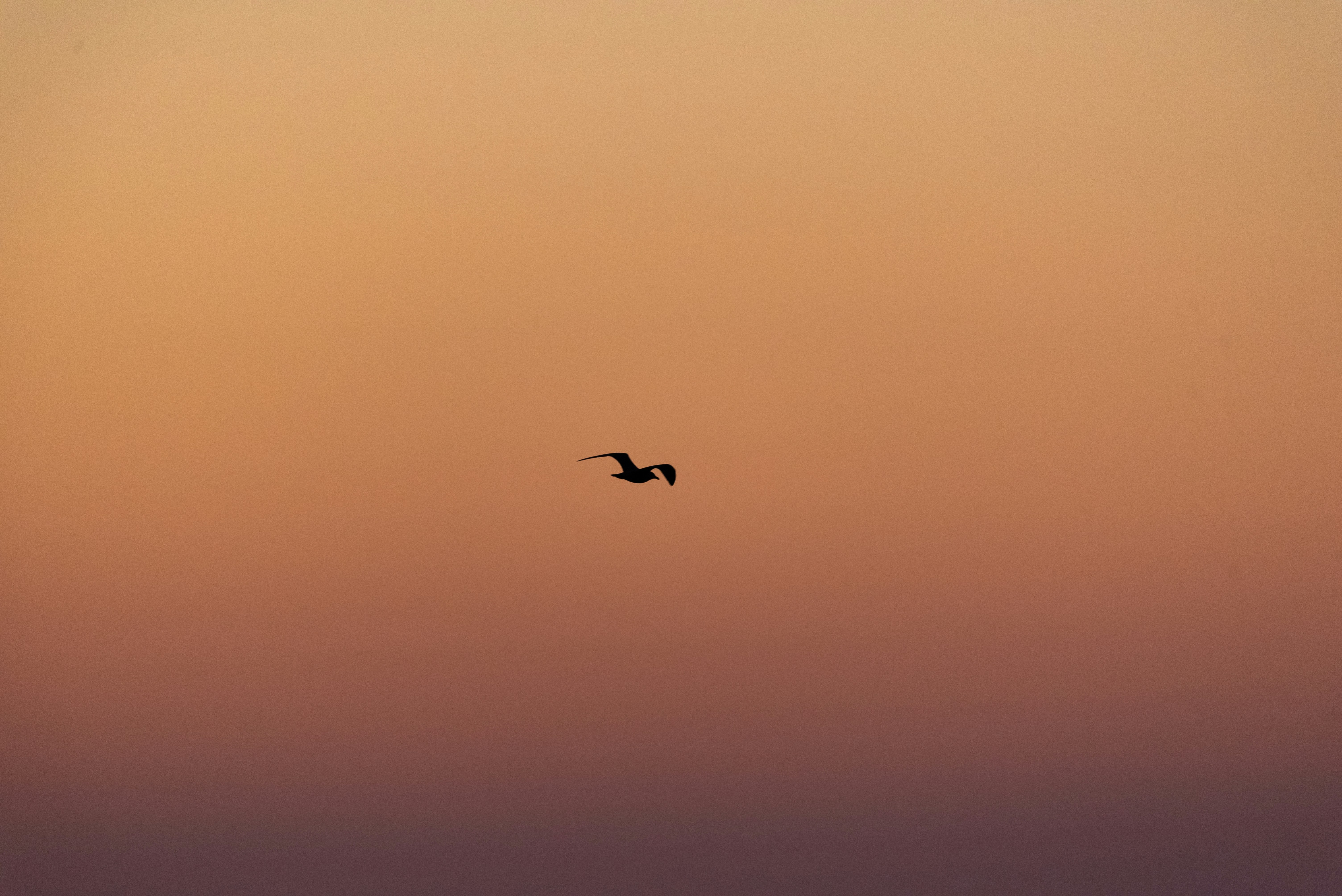 a bird flying in the sky at sunset