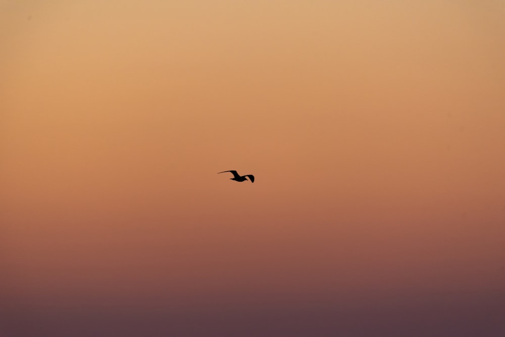 a bird flying in the sky at sunset