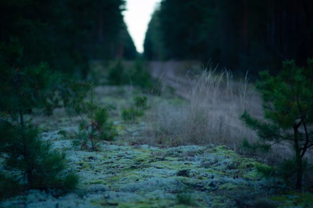A serene landscape with a winding path through a lush green forest.