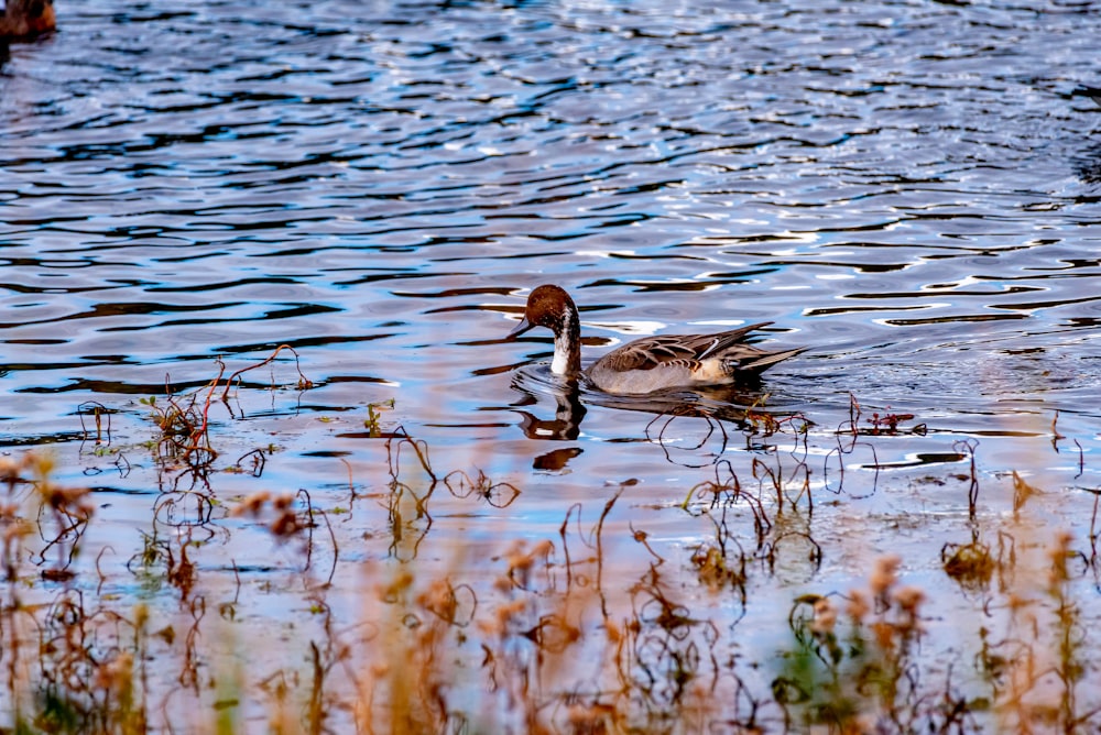 a duck is swimming in the water