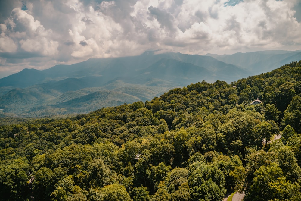 a lush green forest covered in lots of trees