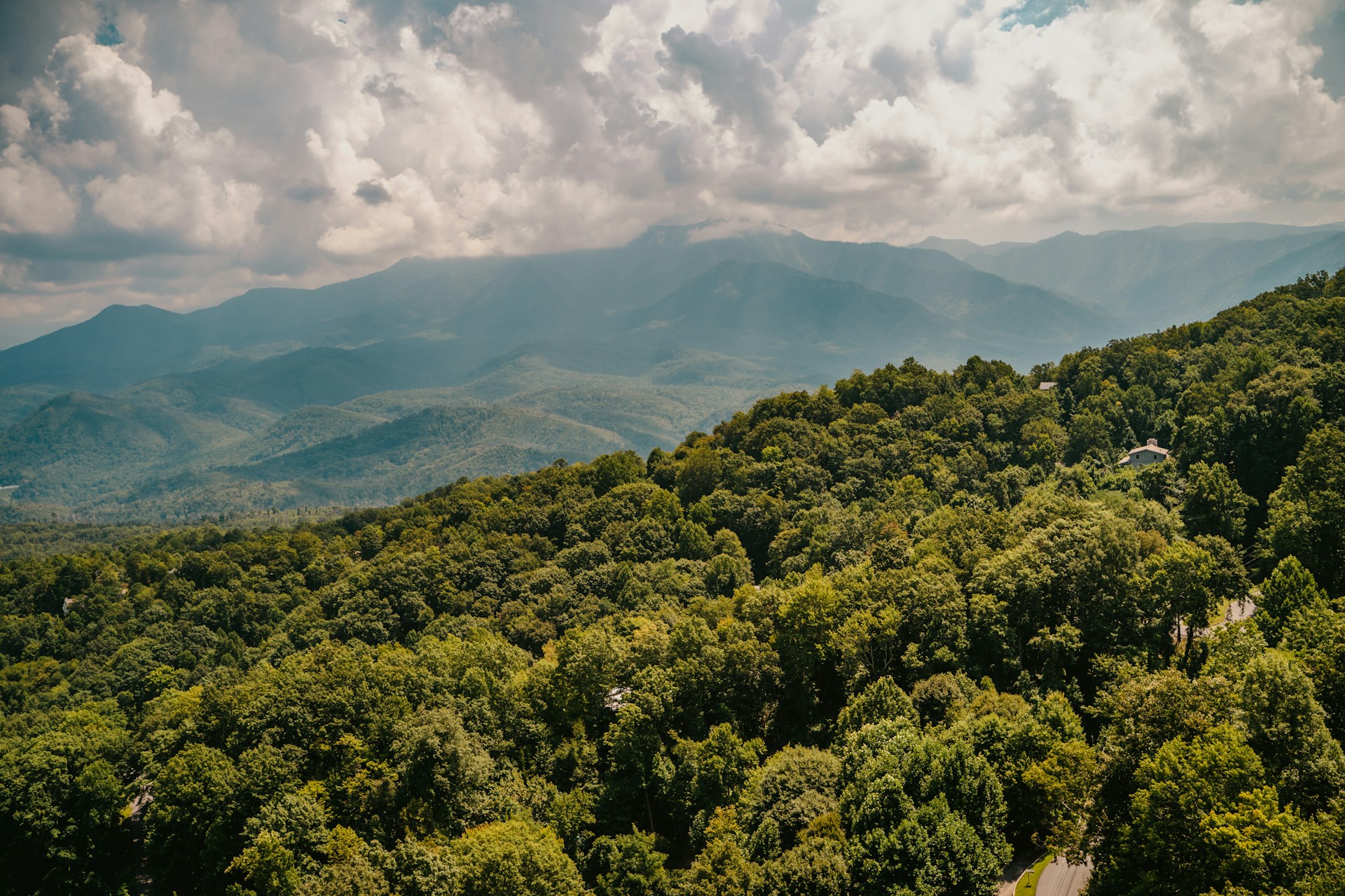 a lush green forest covered in lots of trees