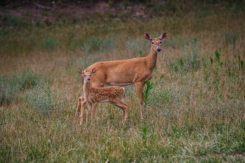 a baby deer standing next to an adult deer