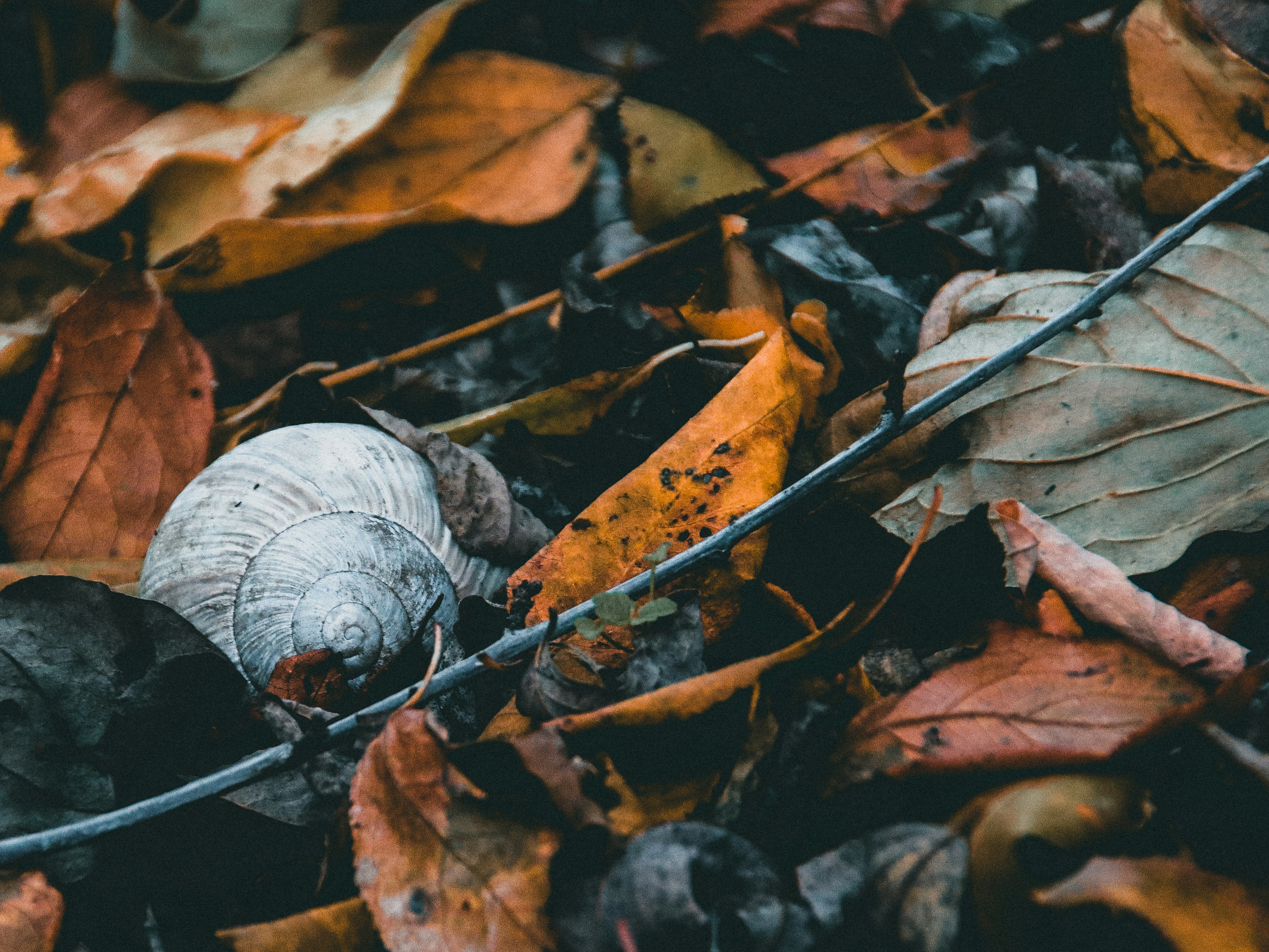 a close up of leaves and a wire fence