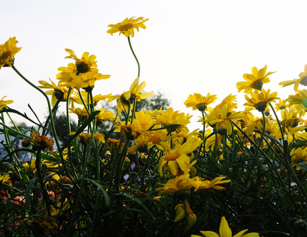 a bunch of yellow flowers that are in the grass