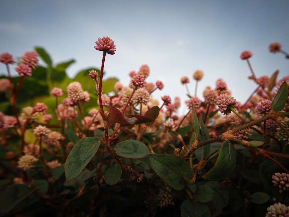 a bunch of pink flowers with green leaves