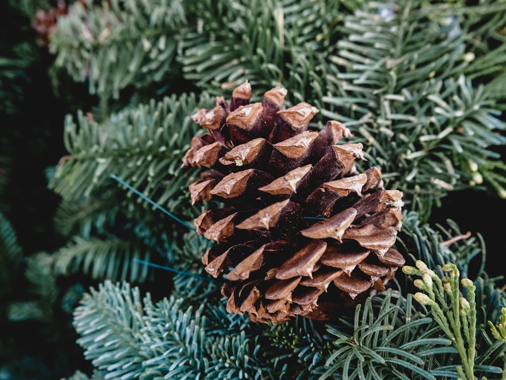 a close up of a pine cone on a tree