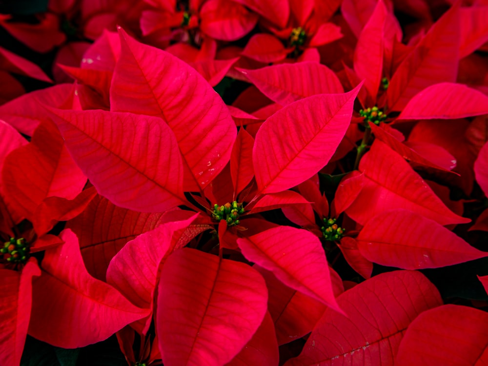 a bunch of red poinsettias with green leaves