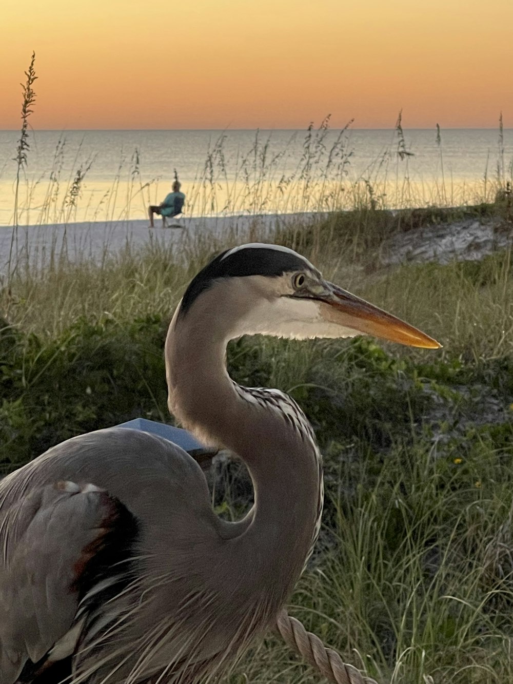 a large bird standing on top of a grass covered field