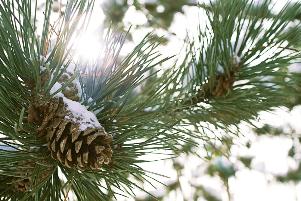 a close up of a pine tree with snow on it