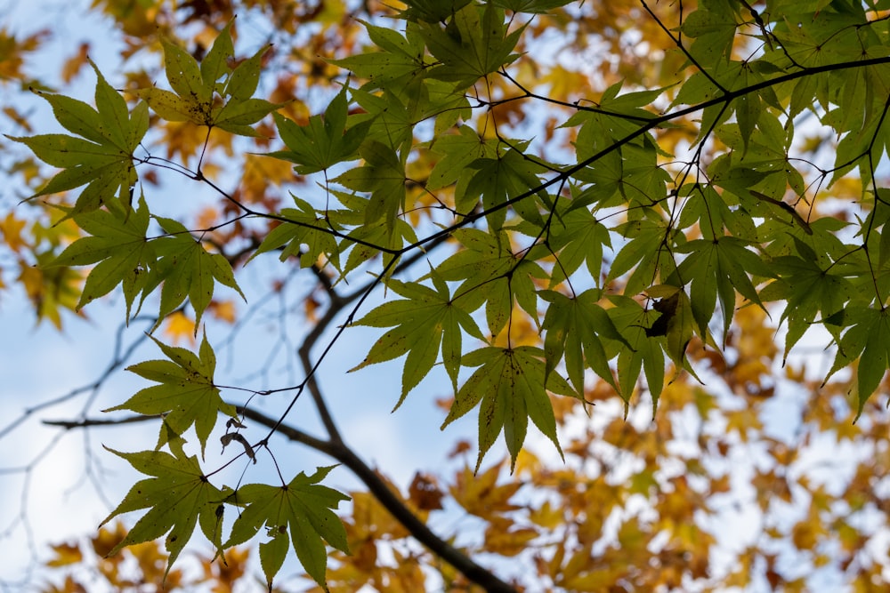 the leaves of a tree with a blue sky in the background