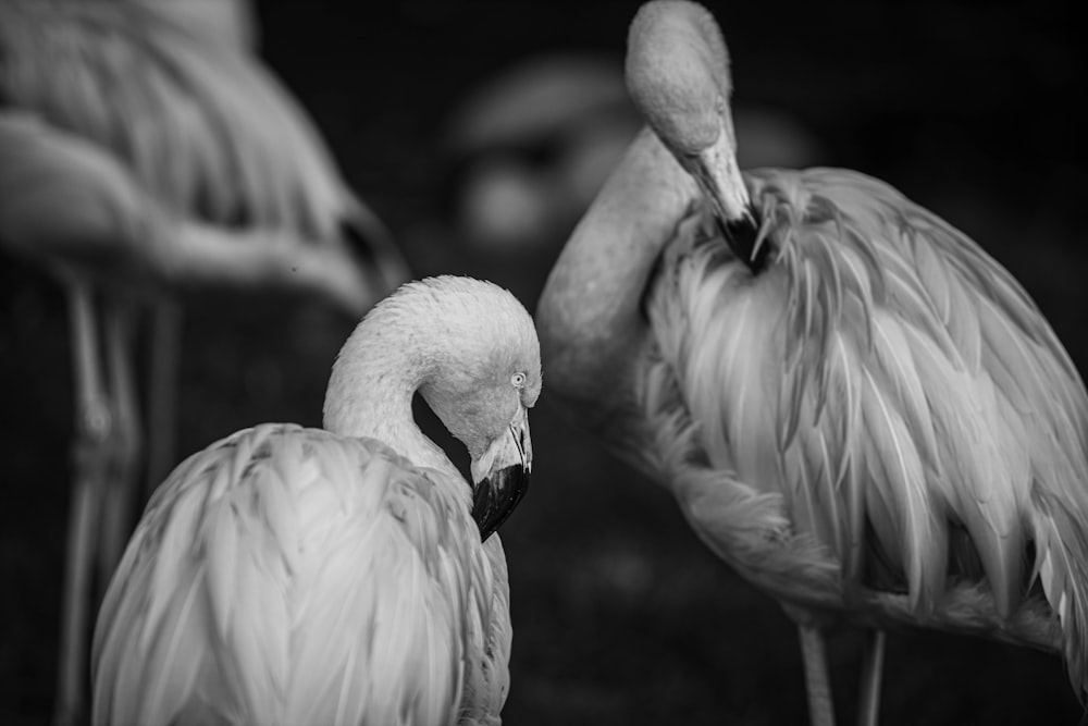 a group of flamingos standing next to each other