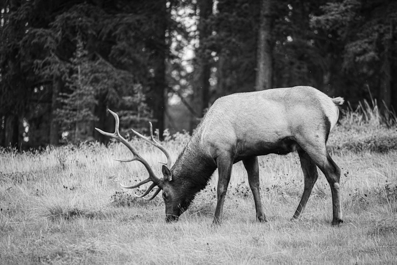 a large elk grazing on grass in a forest