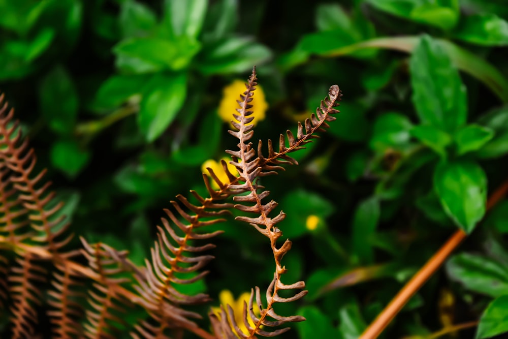 a close up of a plant with lots of leaves