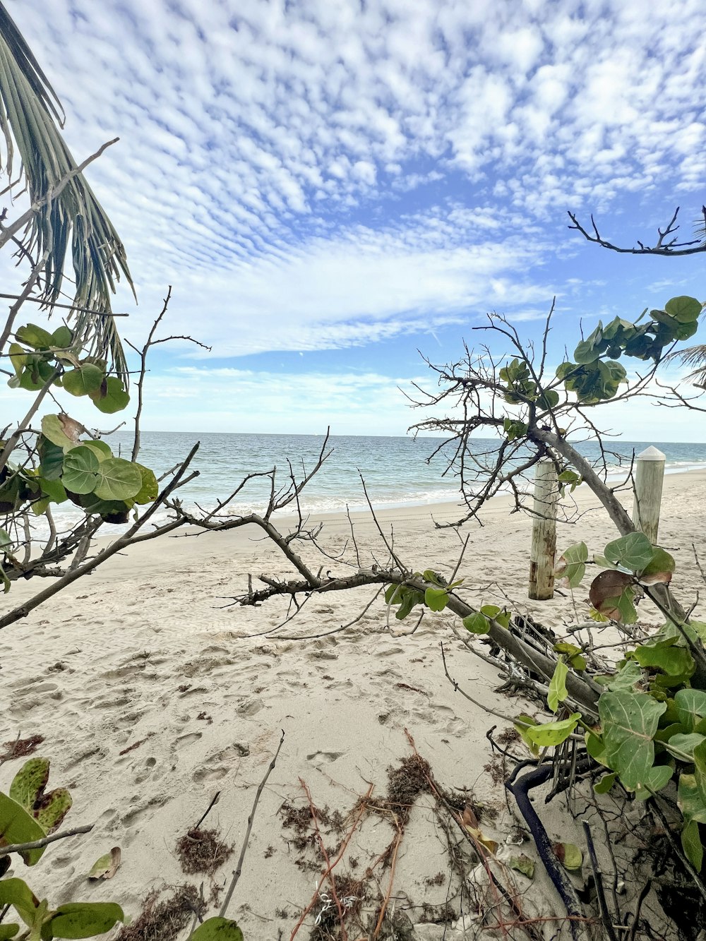 Una vista de una playa con una rama de árbol en primer plano