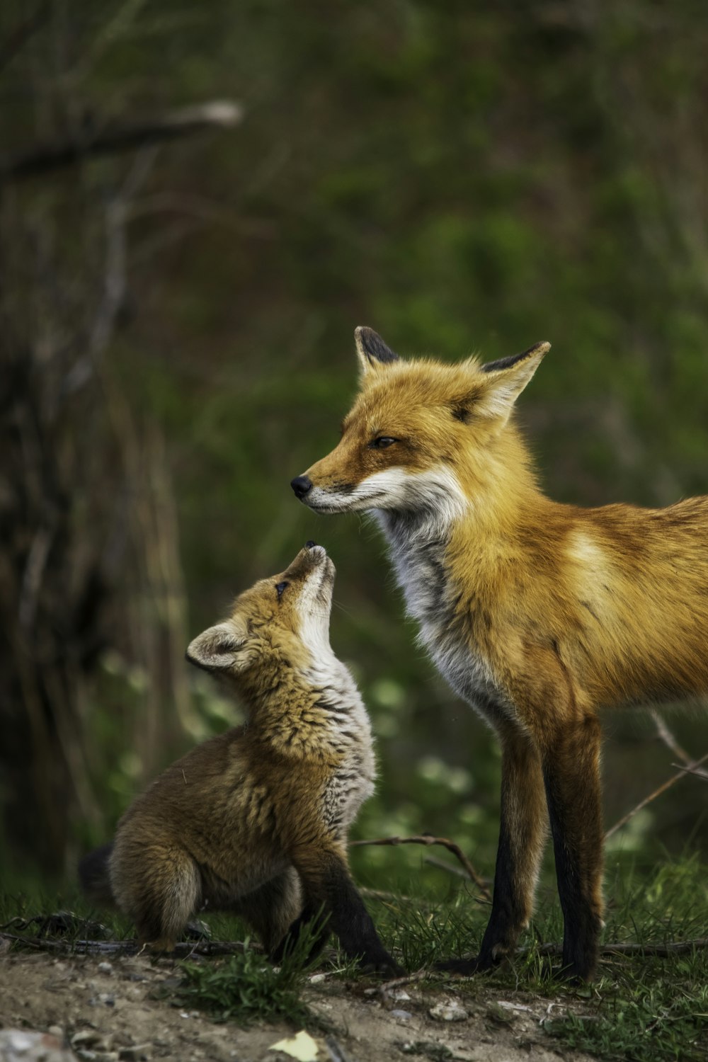 a couple of foxes standing on top of a grass covered field