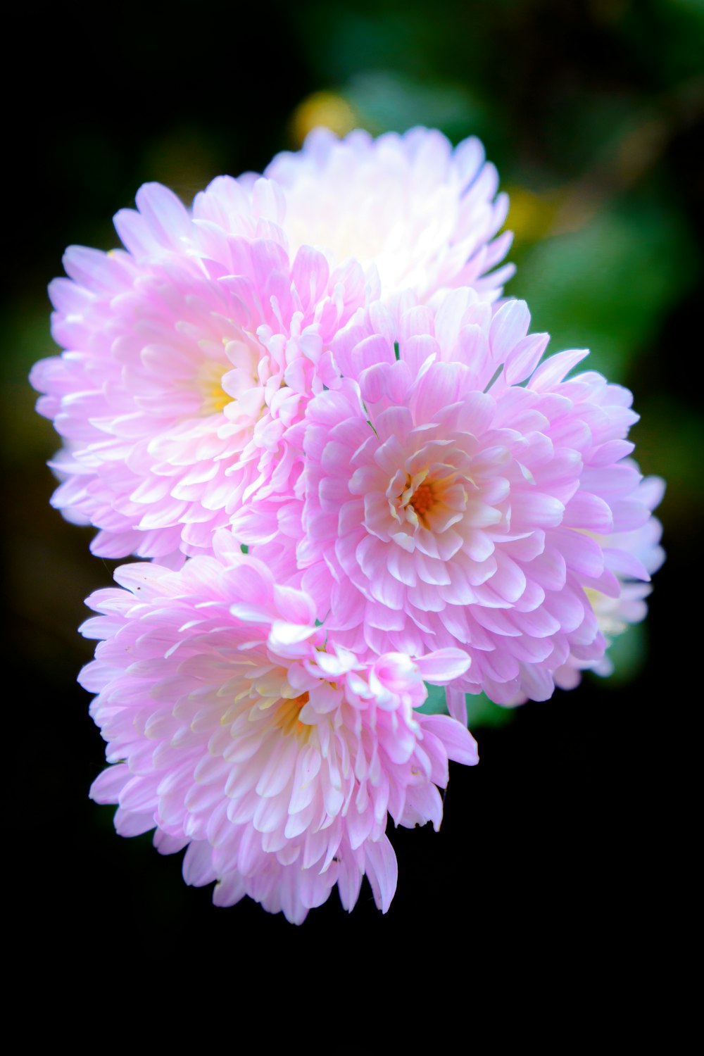 a close up of two pink flowers on a black background