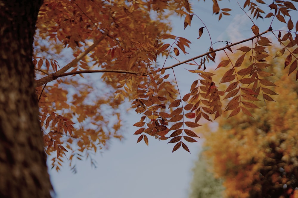 a tree with yellow leaves in the fall