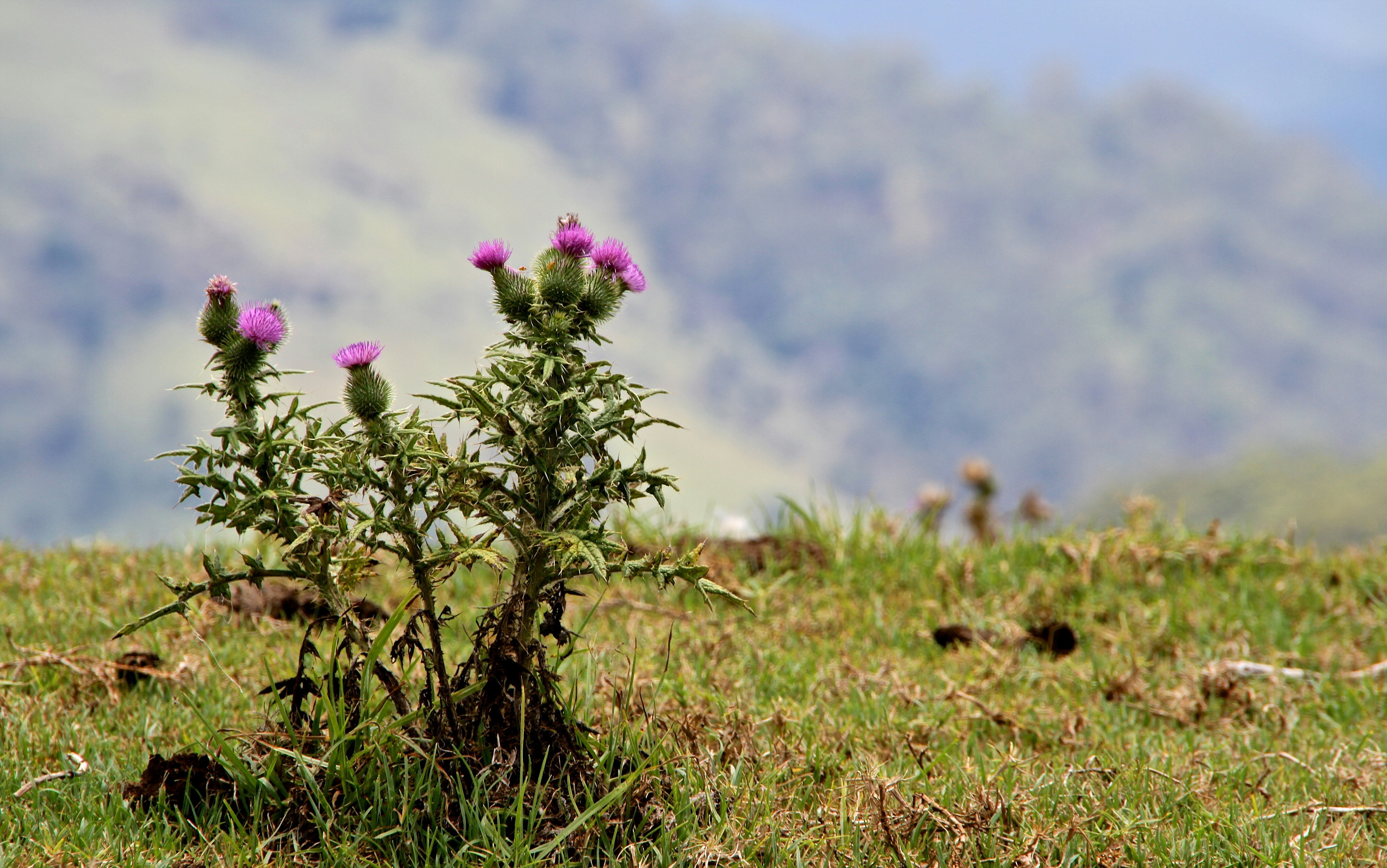 a plant in a field with mountains in the background