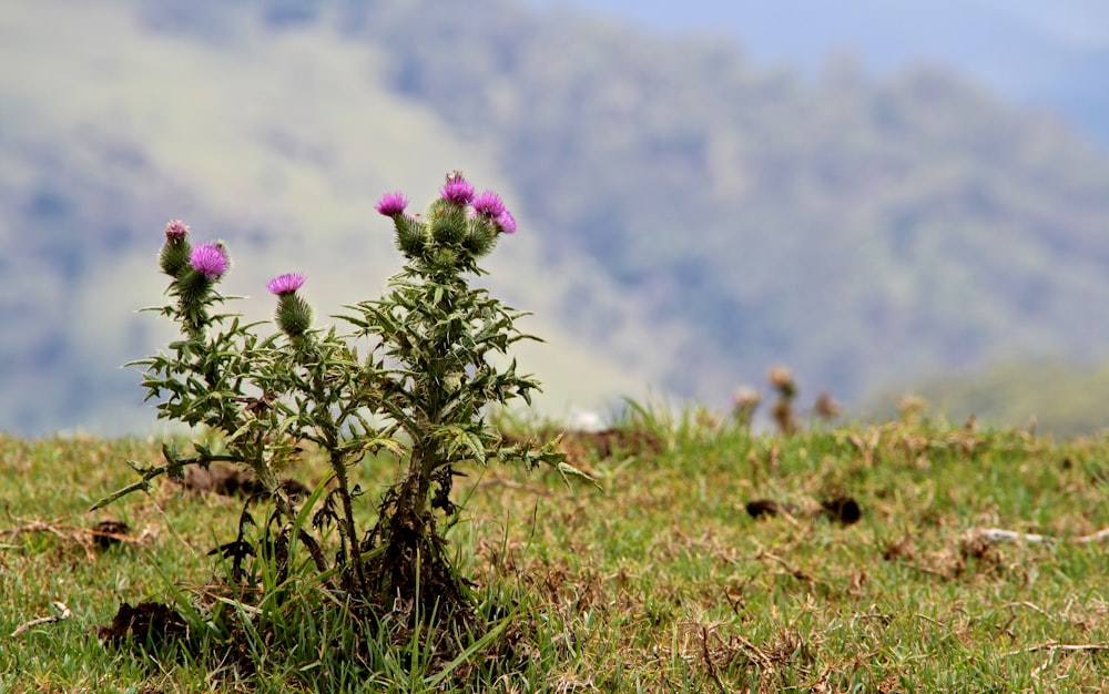 a plant in a field with mountains in the background