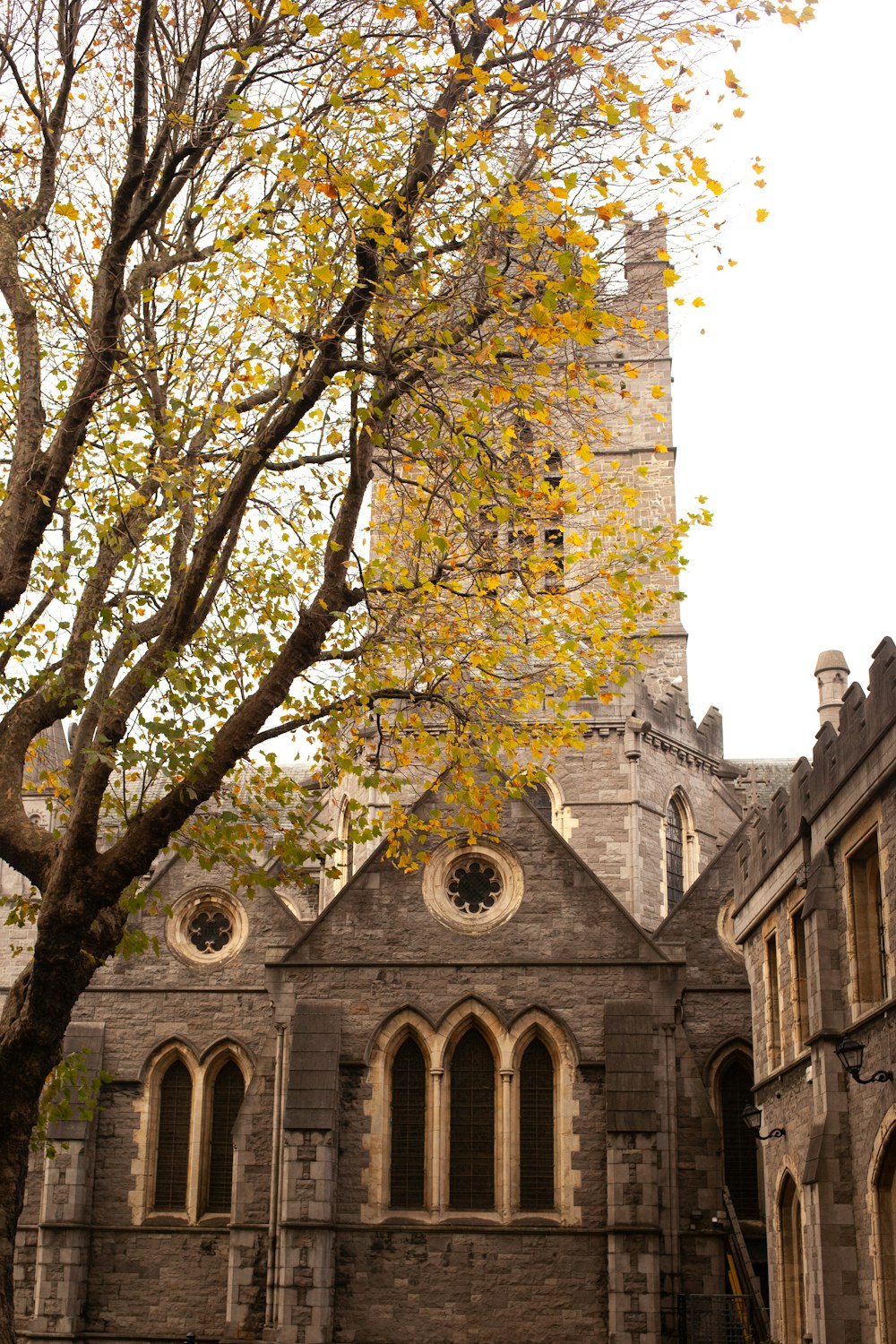 a tree with yellow leaves in front of a building