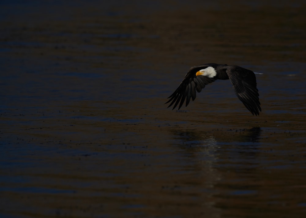 Ein schwarz-weißer Vogel fliegt über ein Gewässer